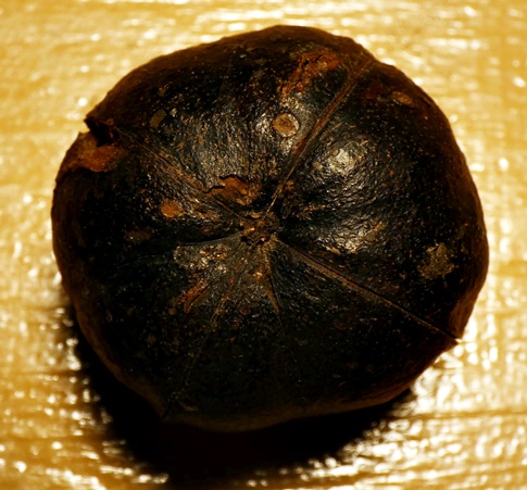 {Carya carolinae-septentrionalis}